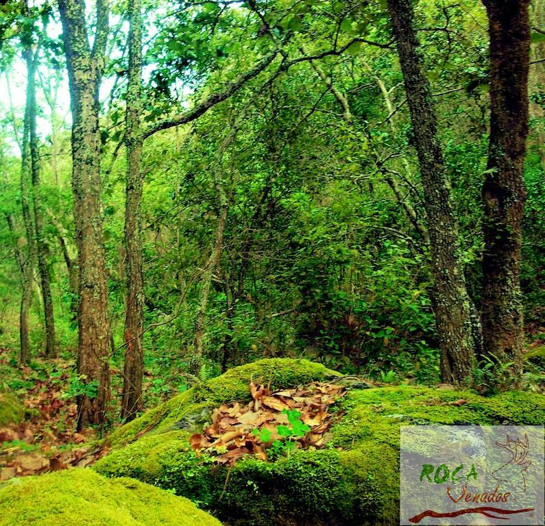 Rocavenados Villa มาสโกตา ภายนอก รูปภาพ